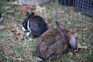 Bunnies at City Boy Petz